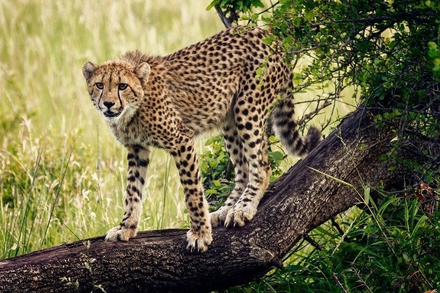 phinda-safari-agressive-900x900.jpg