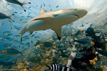 Shark Diving in Fiji