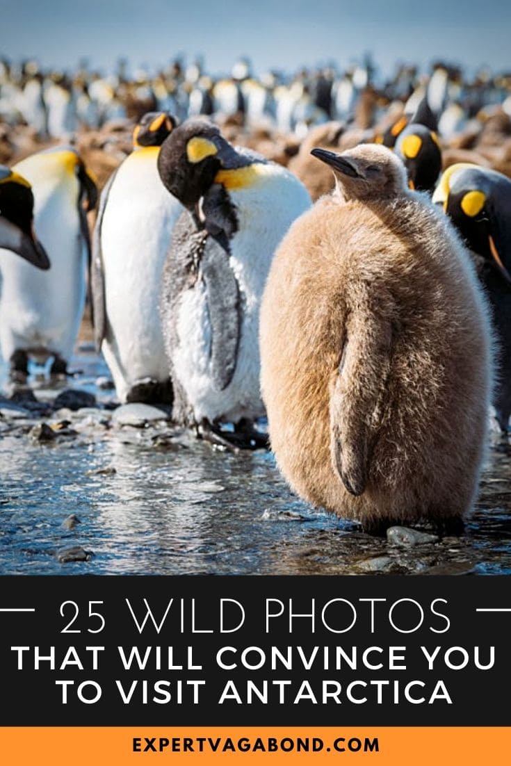 25 Wild Photos That Will Convince You To Visit Antarctica 25 Wild Photos That Will Convince You To Visit Antarctica! #Antarctica #adventure #Travel