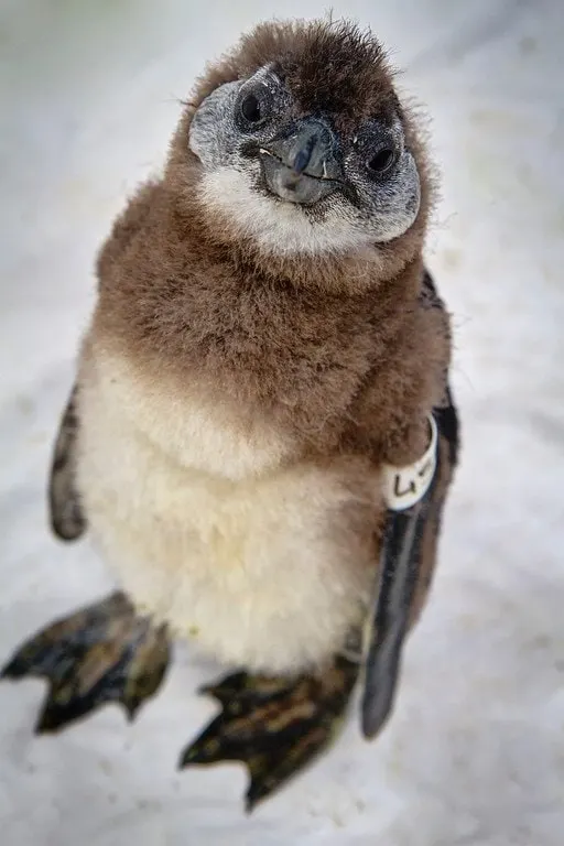 Baby Penguin South Africa