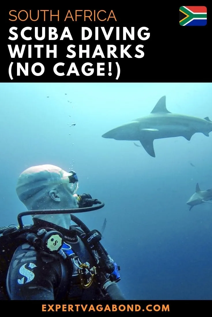 The ocean around me is filled with sharks. Now they're approaching me from all directions. I was under 30 feet of water without a cage in South Africa. More at expertvagabond.com
