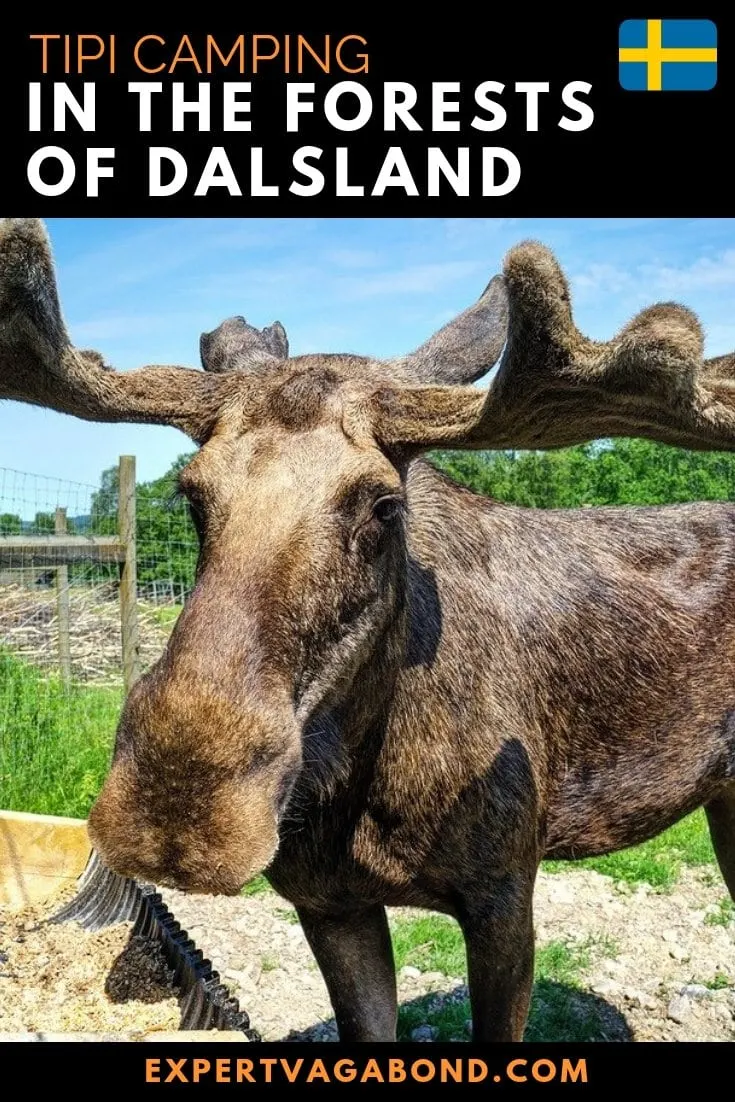 Thor happily munches away as I stroke his large velvety antlers. I've always wanted to pet a moose. Sweden has over 300,000 of them living in the wild. Click through to read more about Tipi camping in the forest of Dalsland, Sweden.