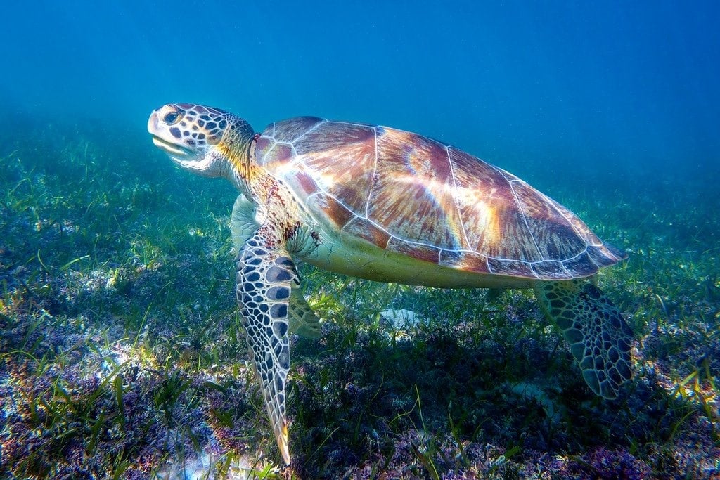 Snorkeling with Turtles at Akumal Akumal Beach Snorkeling