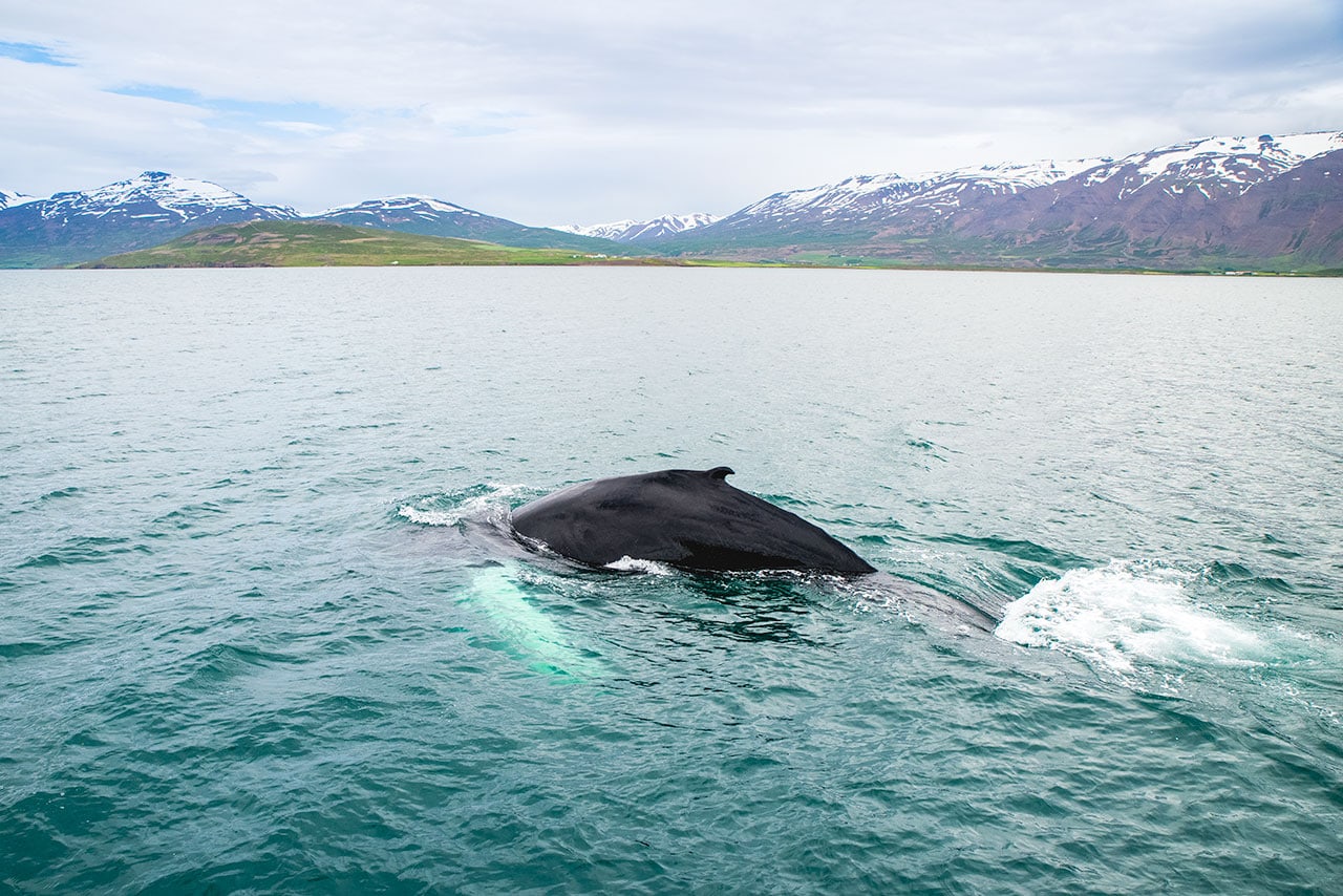 Whale Swimming