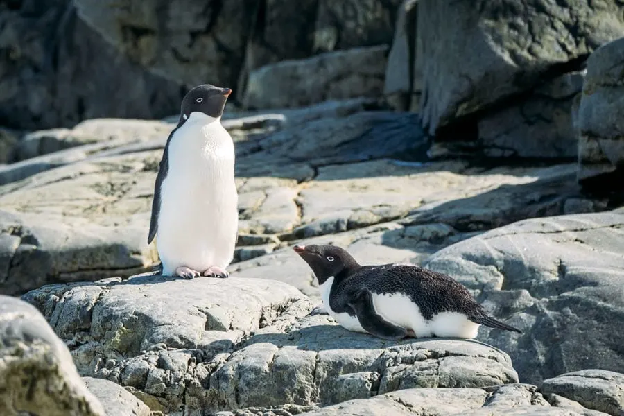 Adelie Penguins in Antarctica