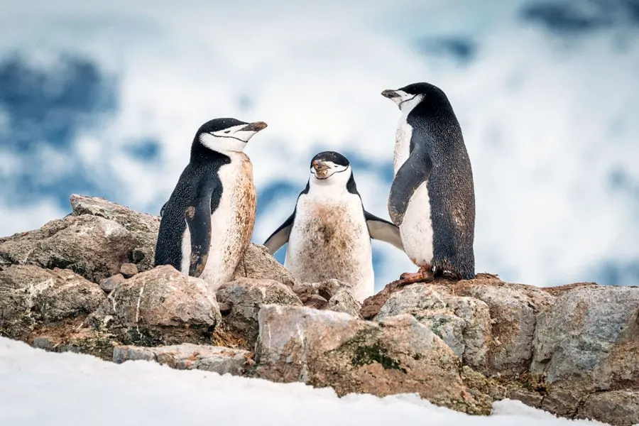 Dirty Chinstrap Penguins