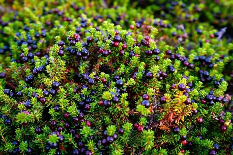 Crow Berries