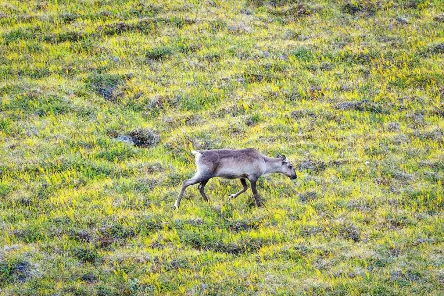 Reindeer Greenland