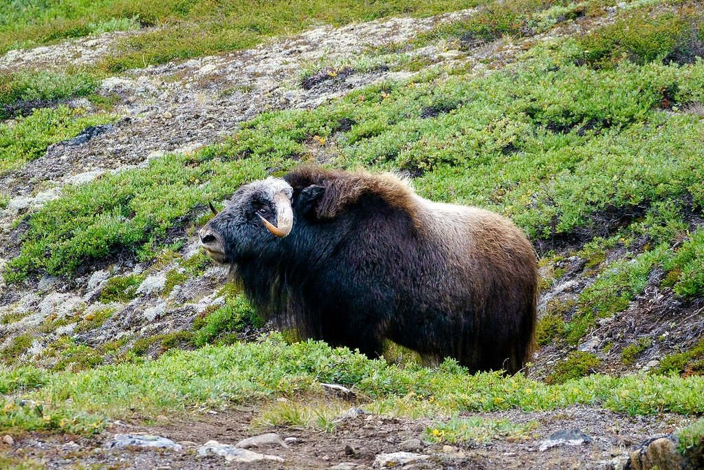 Arctic Circle Trail Musk Ox