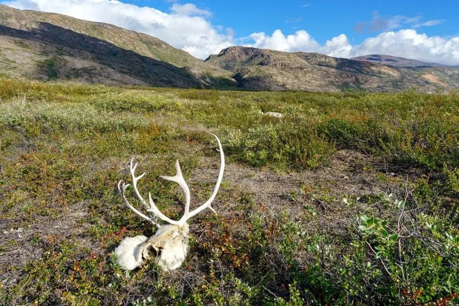 Arctic Circle Trail Bones