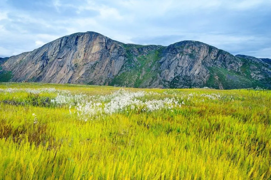 Cotton Grass