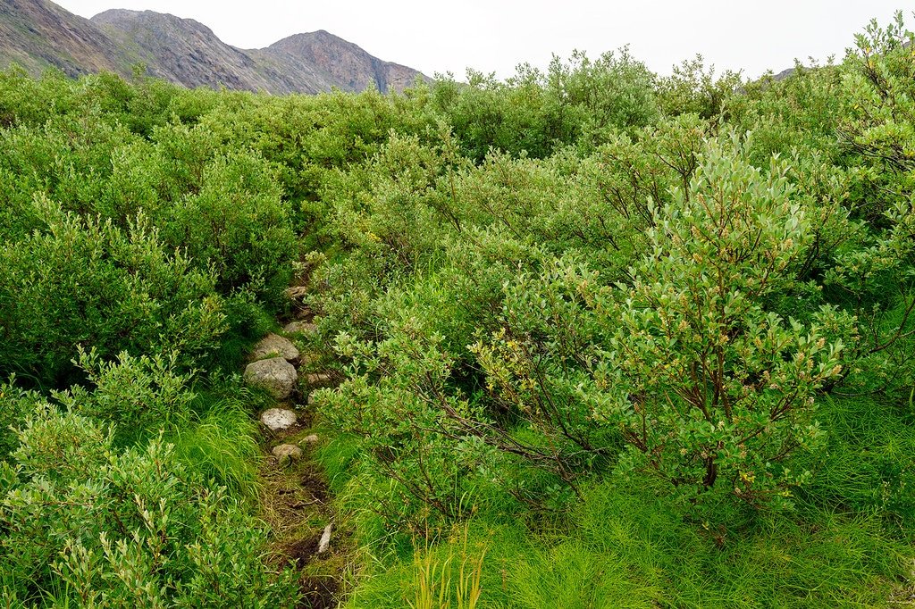 Arctic Circle Trail Trees