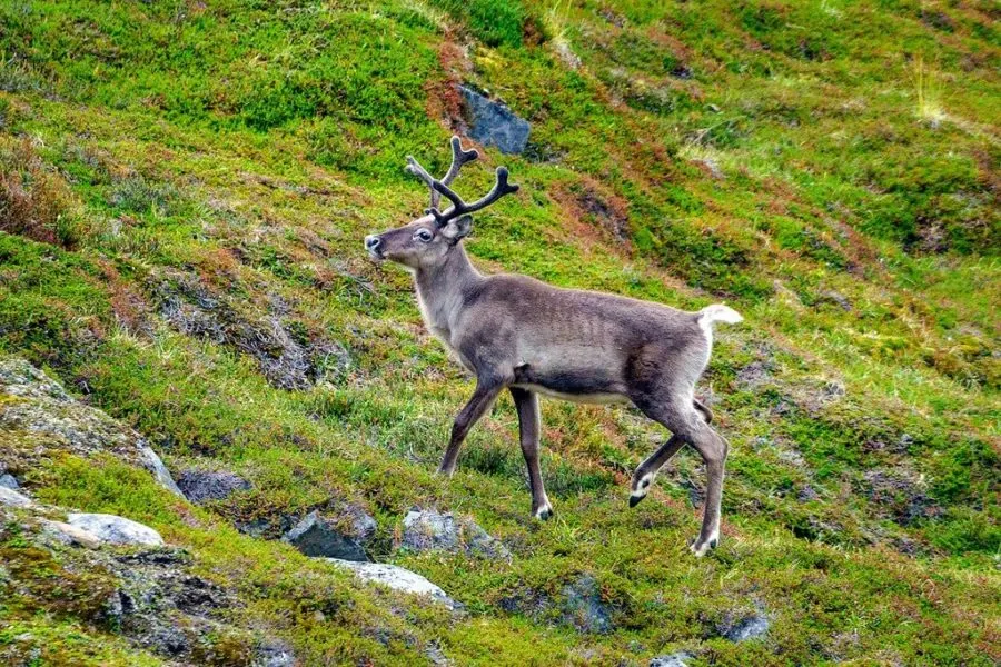 Arctic Circle Trail Reindeer