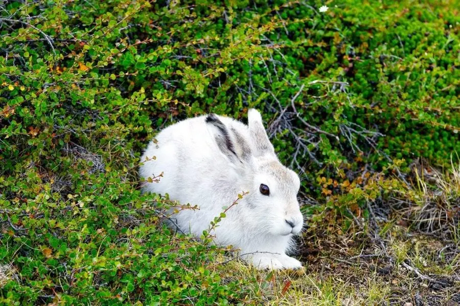 Arctic Hare Greenland