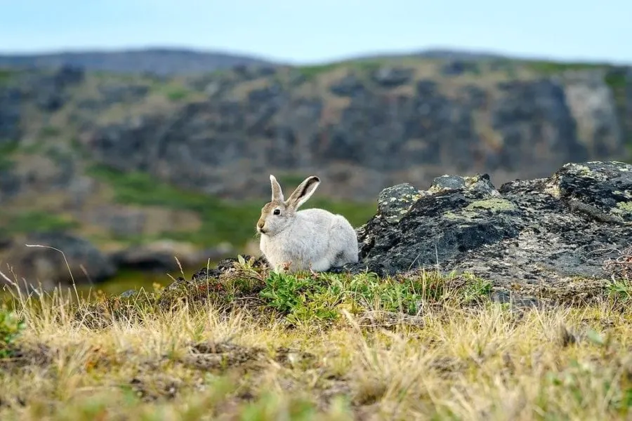 Rabbit Arctic Circle Trail