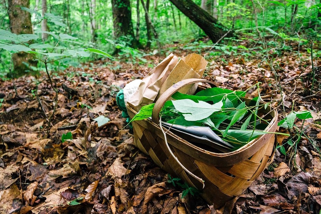 Wild Foraging with No Taste Like Home Foraging Tour in Asheville North Carolina