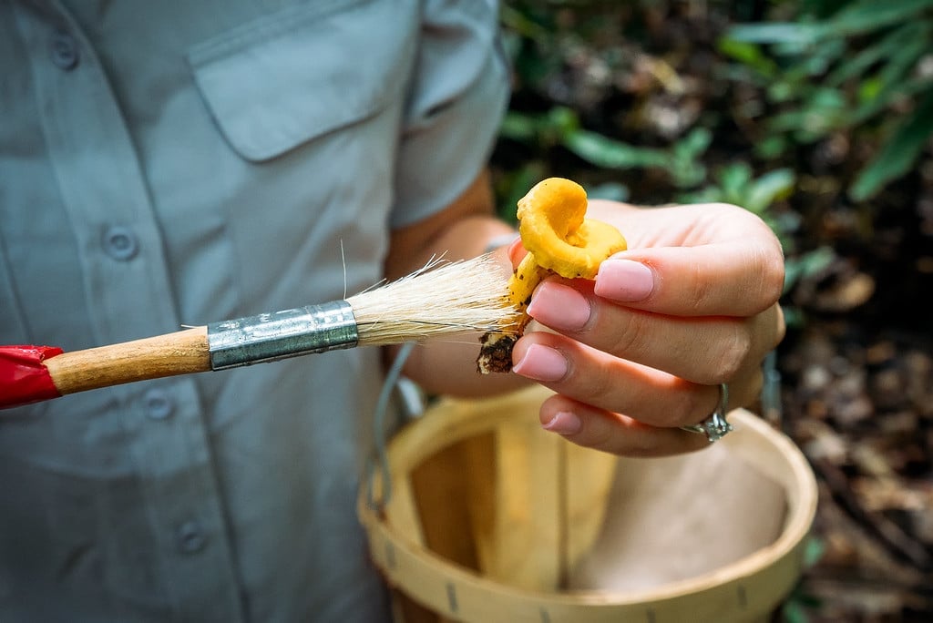 Picking Chanterelle Mushrooms Mushroom Hunting in North Carolina