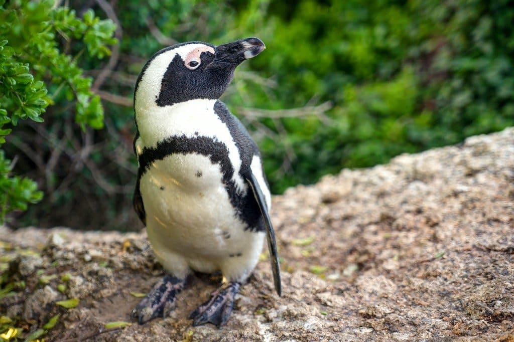 Penguins Boulder's Beach South Africa