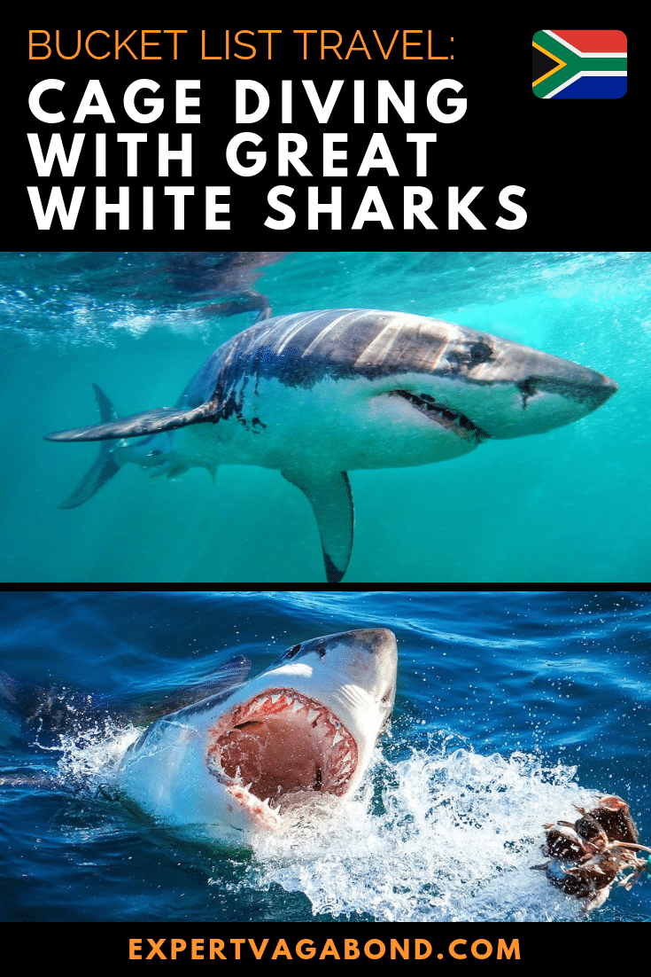 Cage Diving With Great White Sharks in Cape Town! More at expertvagabond.com