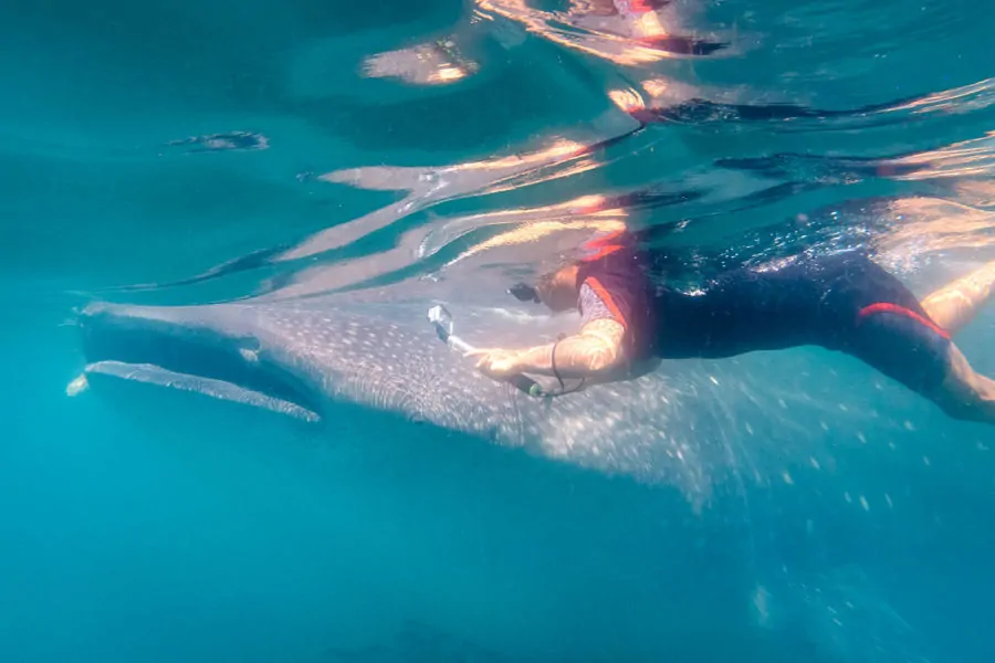 Whale Shark Snorkeling