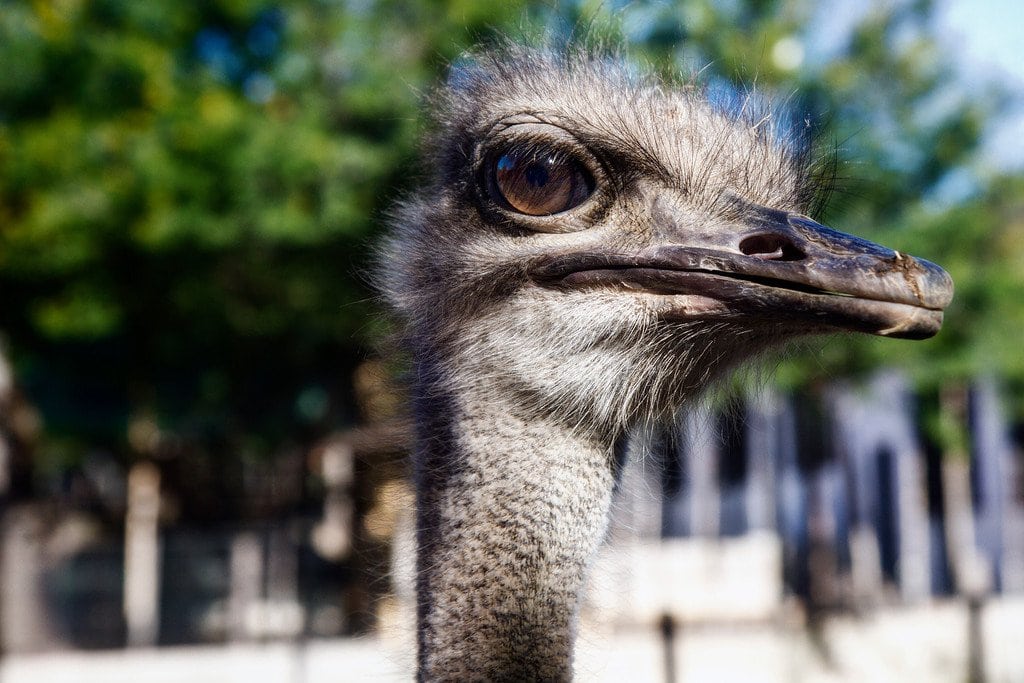 Ostrich Farm Cango South Africa