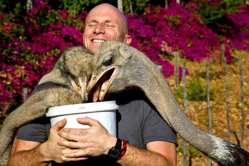 Ostrich Feeding South Africa