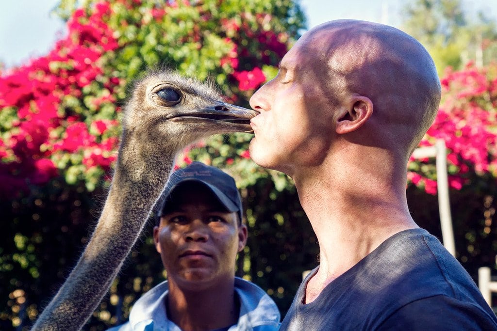 Ostrich Kissing South Africa