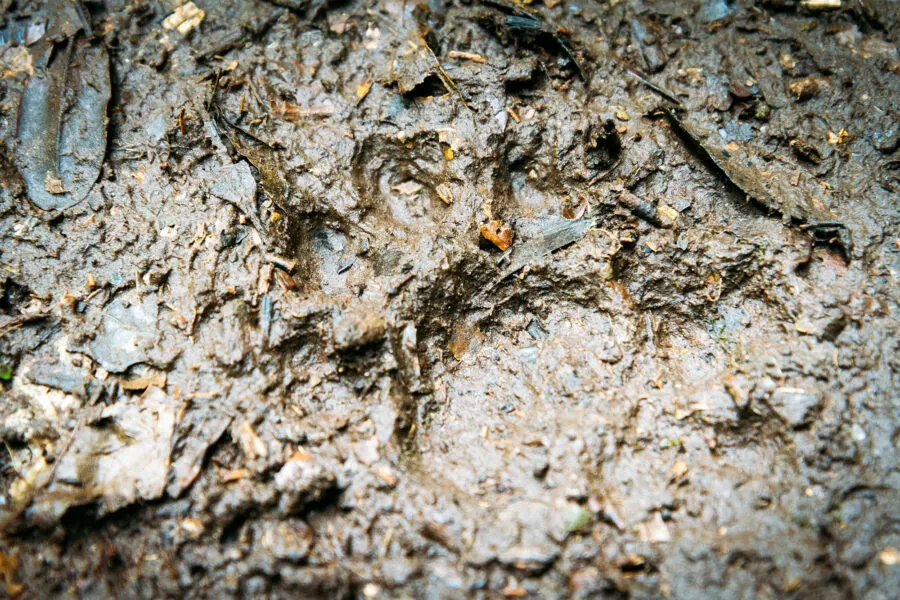 Big Cat Tracks