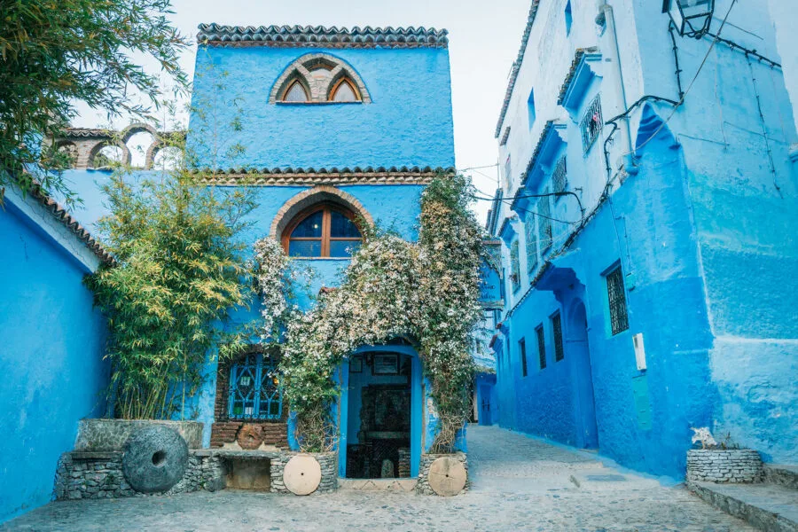 Flowers on Blue Buildings