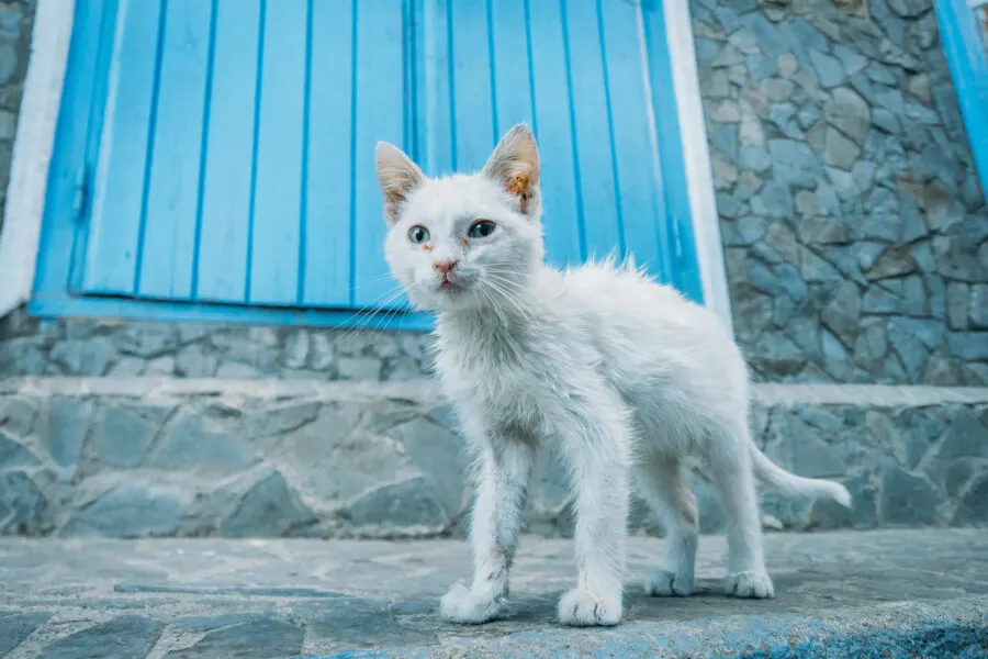 Cats in Morocco