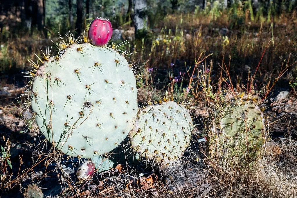 Cactus in Copper Canyon