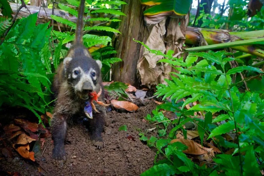 Coati in Corcovado Costa Rica