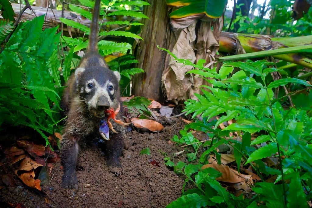 Coati Eating a Crab Coati in Corcovado Costa Rica