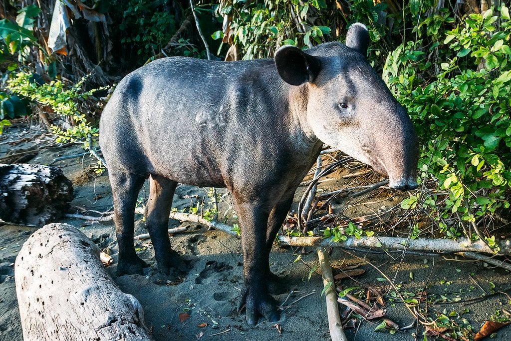 Baird's Tapir Tapir in Corcovado Costa Rica