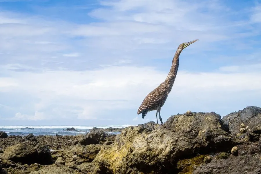 Tiger Heron in Corcovado Costa Rica