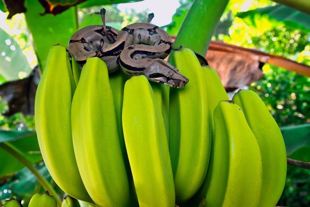 Boa Constrictor Guarding Bananas Snake in Corcovado Costa Rica