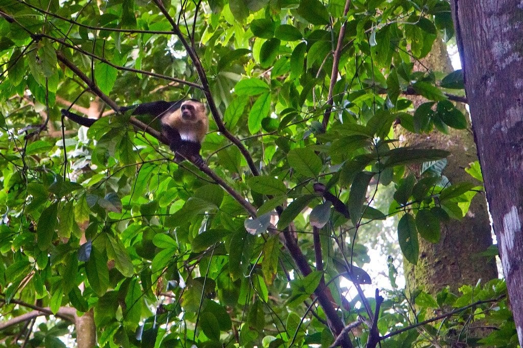 White Faced Capuchin Monkey Monkey in Corcovado Costa Rica