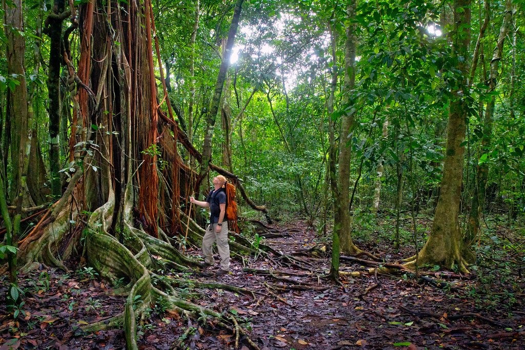 Hiking Rainforest Trails Hiking in Corcovado Costa Rica