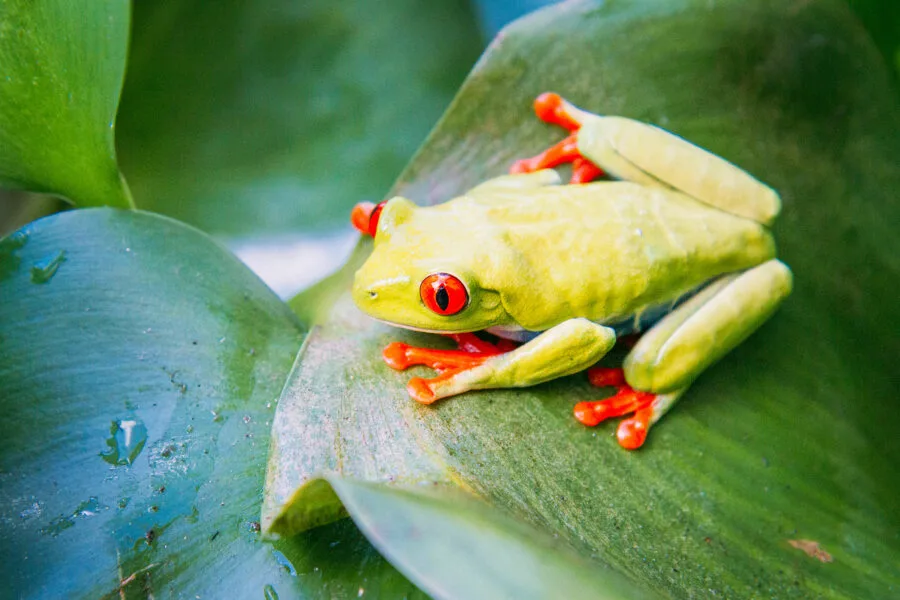 Frogs in Monteverde Costa Rica