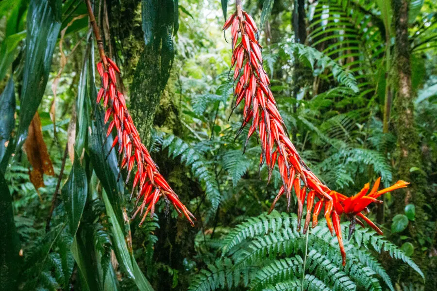 Orange Flowers