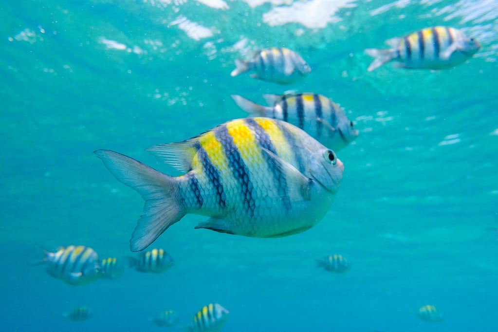 Diving in Cozumel Scuba Diving the Yucatan Peninsula