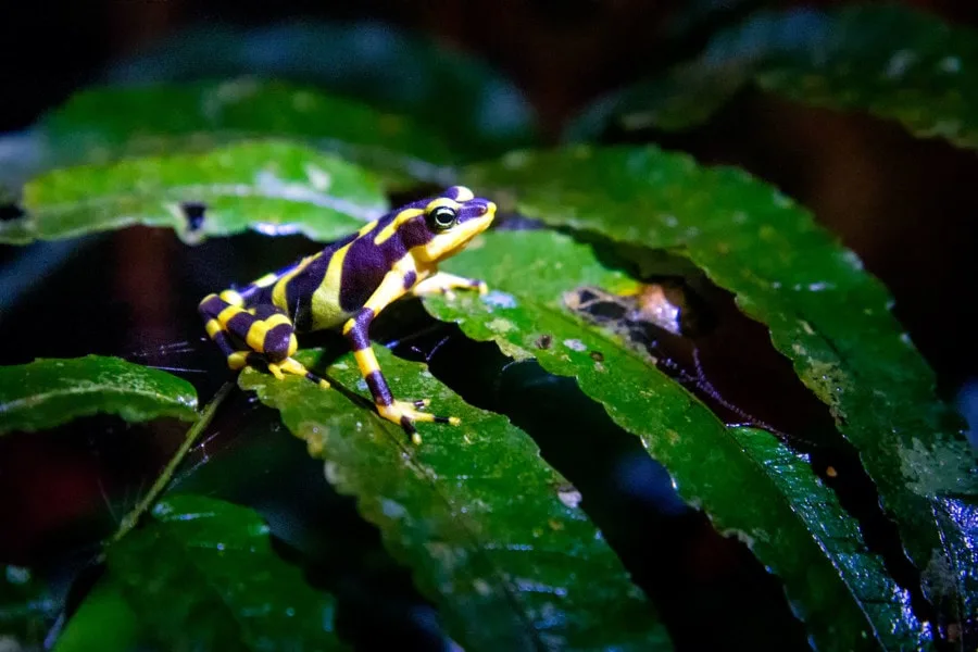 Atelopus Varius Darien Panama