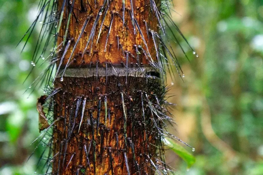 Black Palm Spikes Darien Panama