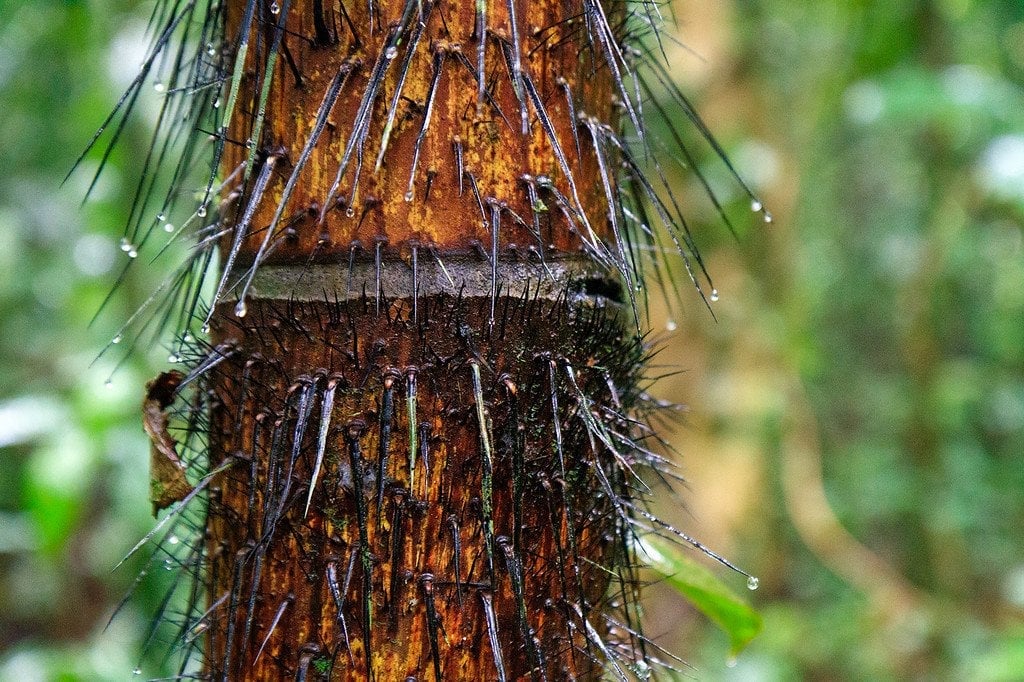 Black Palm Spikes Darien Panama Black Palm Spikes Darien Panama