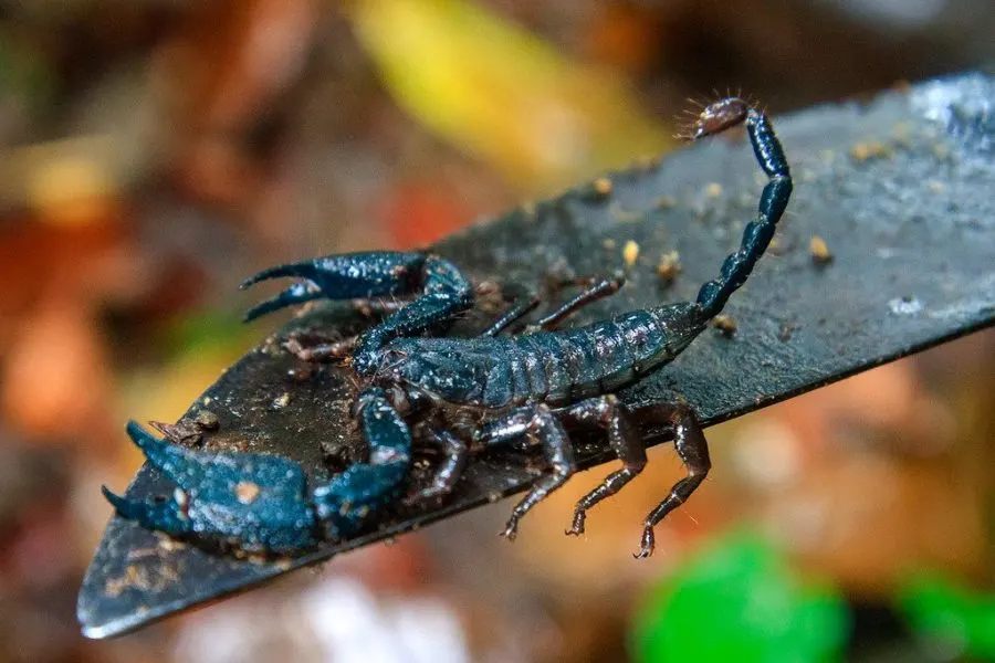 Scorpion Darien Panama