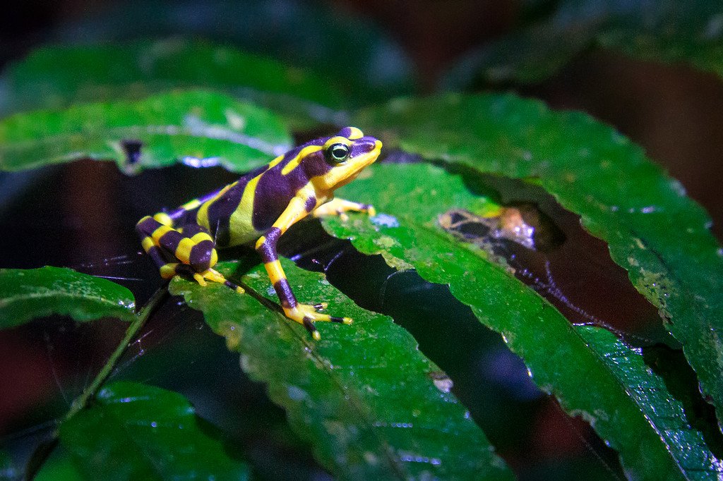 Please Don't Lick Me Atelopus Varius Darien Panama