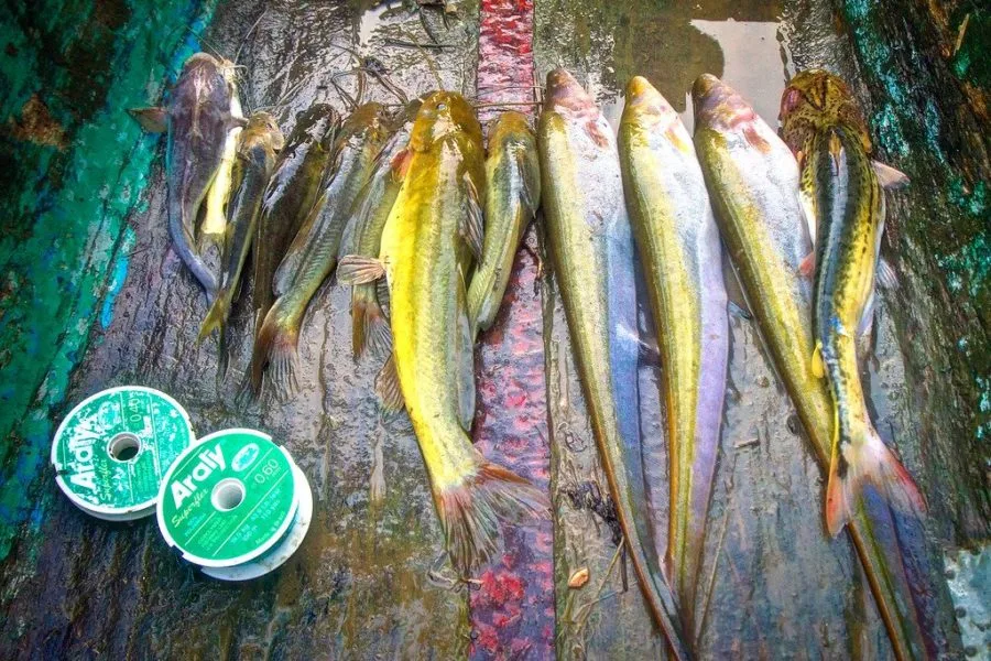 Fishing Darien Panama