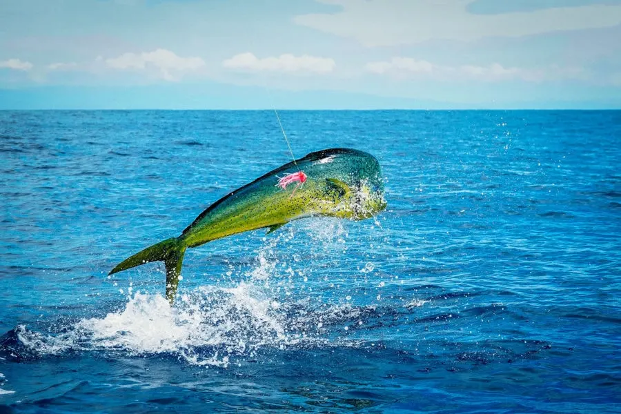 Mahi-Mahi fishing Florida Keys