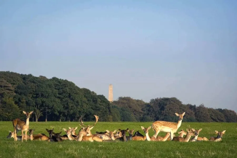 Dublin Things To Do: Phoenix Park