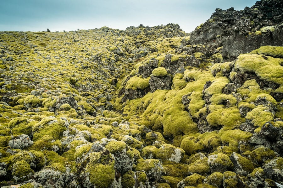 Iceland Green Volcanic Moss